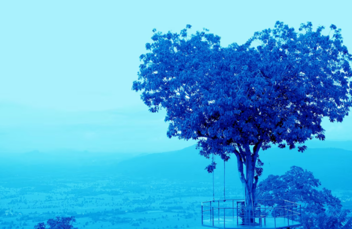 Exploring the Blue Tree Phenomenon: Nature's Unique Masterpiece 