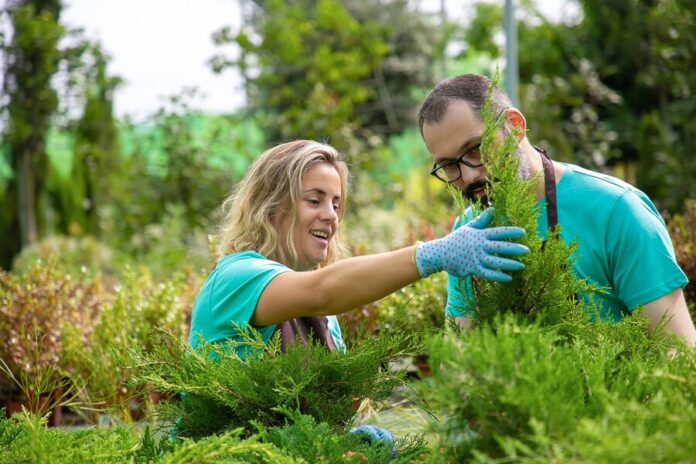 High Nitrogen Fertilizer for Trees Near Me in Albuquerque 